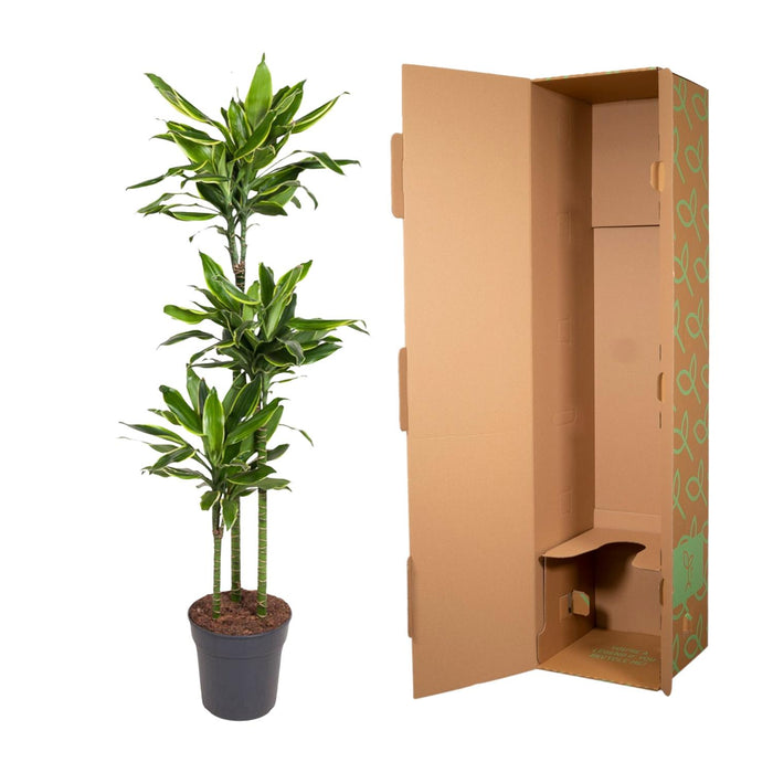 Dracaena Golden Coast - ↕160cm - Ø24cm - Drakenplant