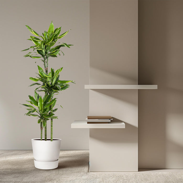 Dracaena Golden Coast - ↕160cm - Ø24cm - Drakenplant