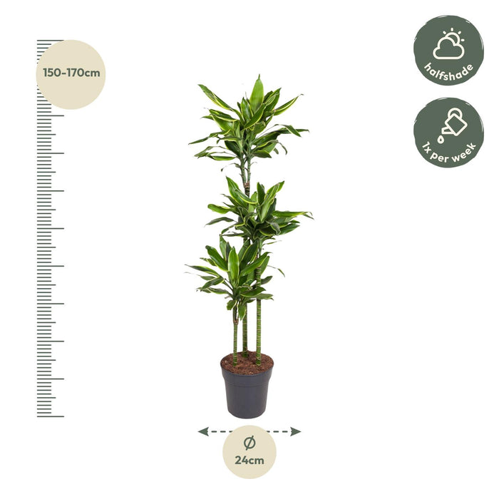 Dracaena Golden Coast - ↕160cm - Ø24cm - Drakenplant