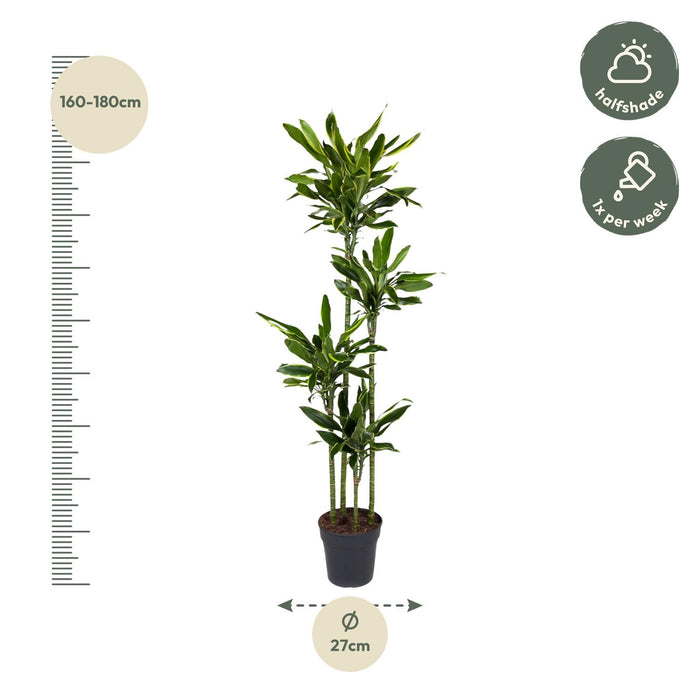 Dracaena Golden Coast - ↕170cm - Ø27cm - Drakenplant