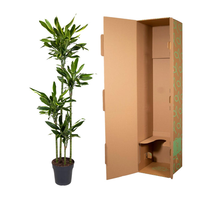 Dracaena Golden Coast - ↕170cm - Ø27cm - Drakenplant