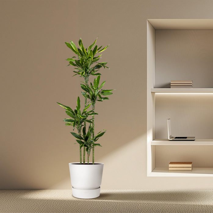 Dracaena Golden Coast - ↕170cm - Ø27cm - Drakenplant