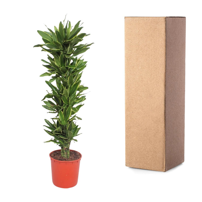 Dracaena Golden Coast - ↕200cm - Ø34cm - Drakenplant