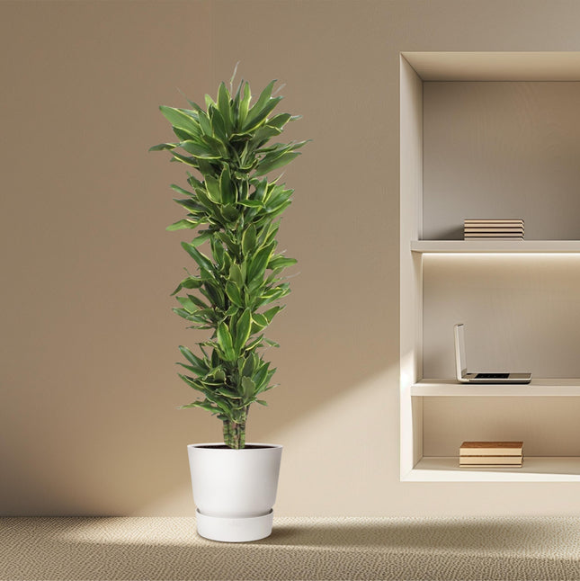 Dracaena Golden Coast - ↕200cm - Ø34cm - Planta dragón