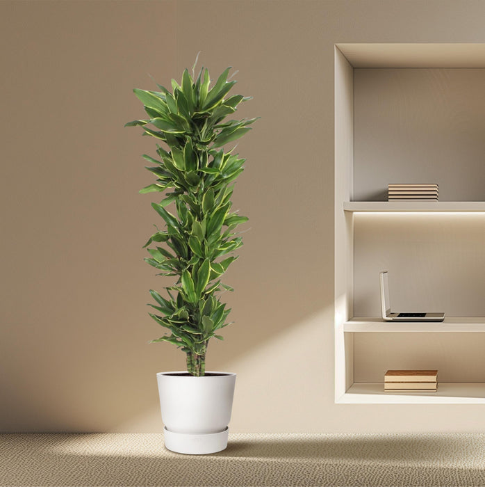 Dracaena Golden Coast - ↕200cm - Ø34cm - Drakenplant