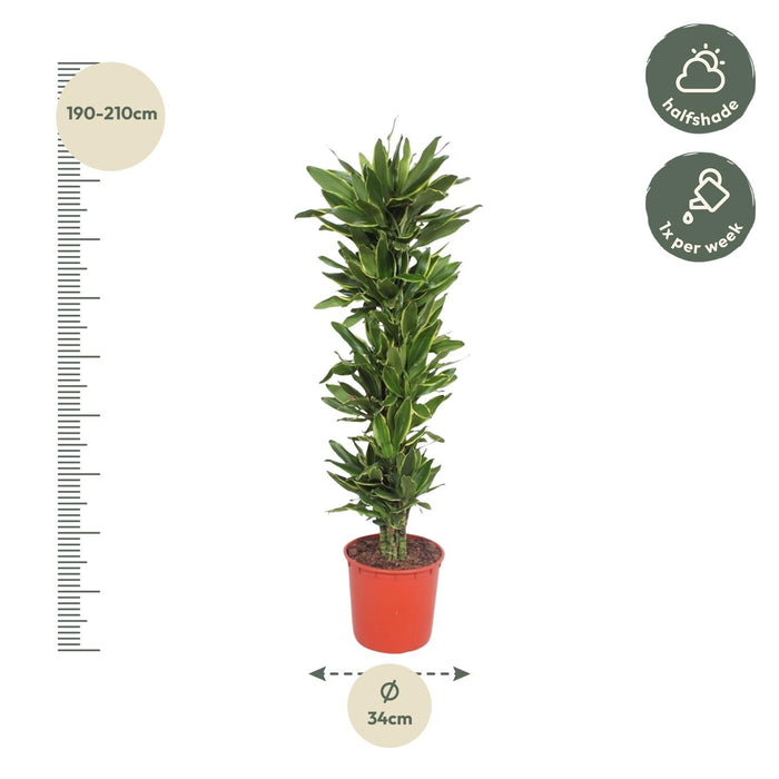Dracaena Golden Coast - ↕200cm - Ø34cm - Drakenplant