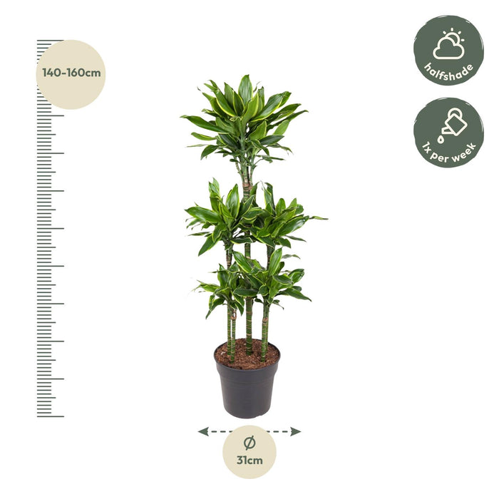 Dracaena Golden Coast Carrousel - ↕150cm - Ø31cm - Drakenplant