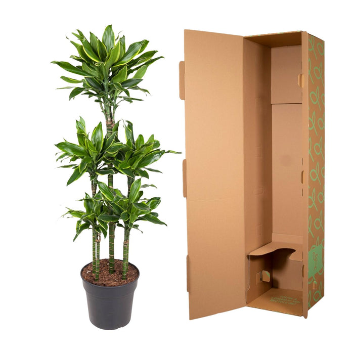 Dracaena Golden Coast Carrousel - ↕150cm - Ø31cm - Drakenplant