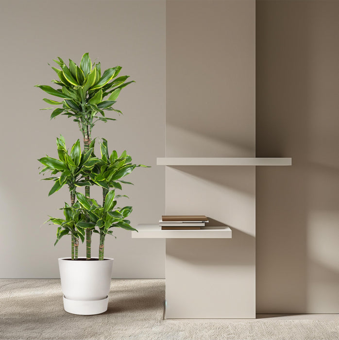 Dracaena Golden Coast Carrousel - ↕150cm - Ø31cm - Drakenplant