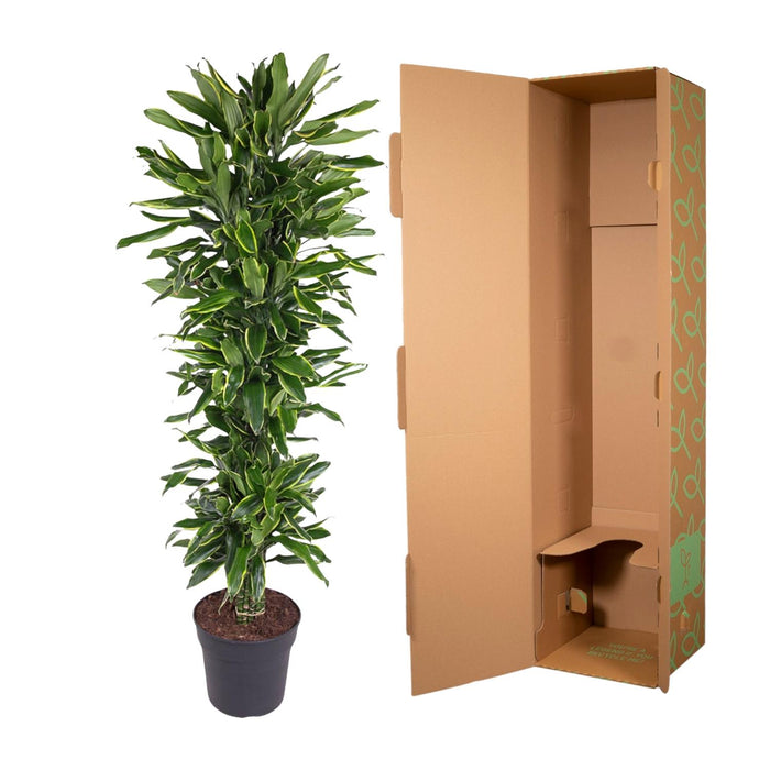 Dracaena Golden Coast vertakt - ↕170cm - Ø34cm