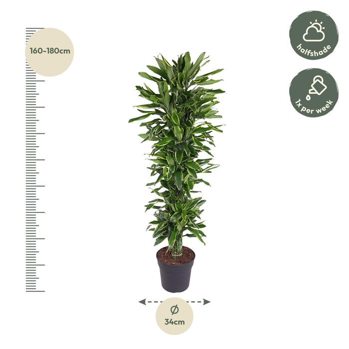 Dracaena Golden Coast vertakt - ↕170cm - Ø34cm