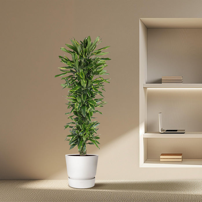 Dracaena Golden Coast vertakt - ↕170cm - Ø34cm