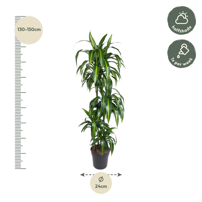 Dracaena Hawaiiana - ↕140cm - Ø24cm
