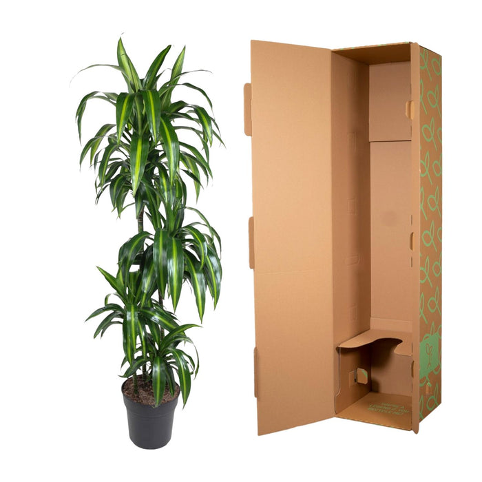 Dracaena Hawaiiana - ↕140cm - Ø24cm