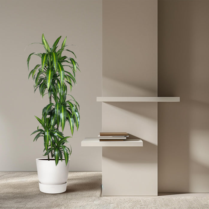 Dracaena Hawaiiana - ↕140cm - Ø24cm
