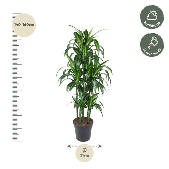 Dracaena Hawaiiana Carrousel - ↕150cm - Ø31cm - Drakenplant