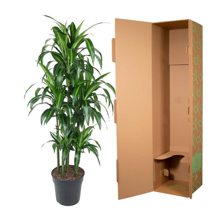 Dracaena Hawaiiana Carrousel - Dragon Plant - ↕150cm - Ø31cm