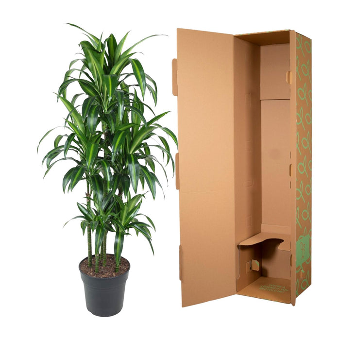 Dracaena Hawaiiana Carrousel - ↕150cm - Ø31cm - Drakenplant