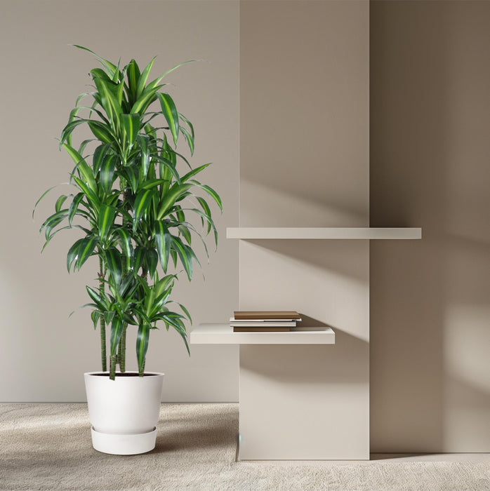 Dracaena Hawaiiana Carrousel - ↕150cm - Ø31cm - Drakenplant