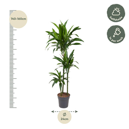Dracaena Janet Craig - Drakenplant - ↕150cm - Ø24cm