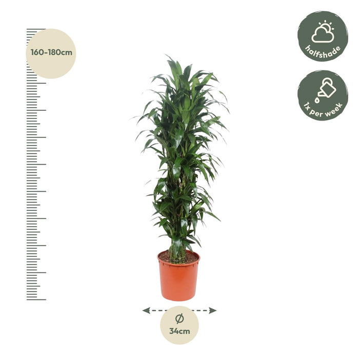 Dracaena Janet Craig - ↕170cm - Ø34cm