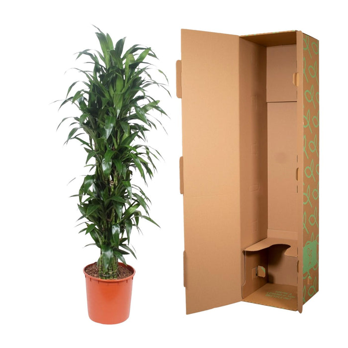 Dracaena Janet Craig - ↕170cm - Ø34cm