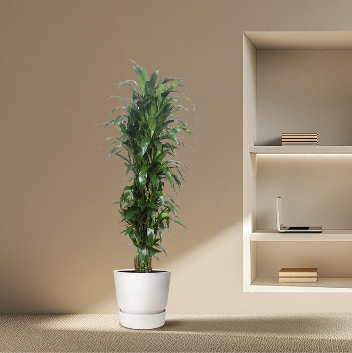 Dracaena Janet Craig - ↕170cm - Ø34cm
