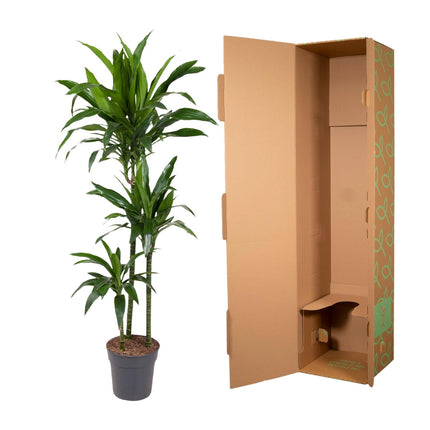 Dracaena Janet Craig - Drakenplant - ↕150cm - Ø24cm