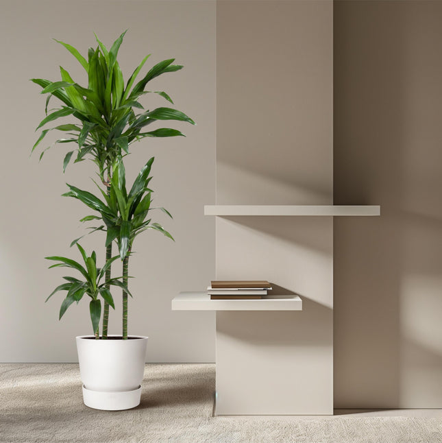 Dracaena Janet Craig - Drageplante - ↕150cm - Ø24cm