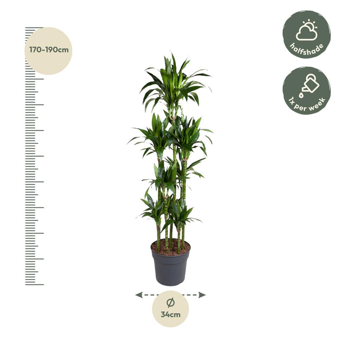 Dracaena Janet Craig Carrousel - ↕180cm - Ø34cm