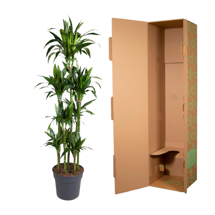 Dracaena Janet Craig Carrousel - ↕180cm - Ø34cm