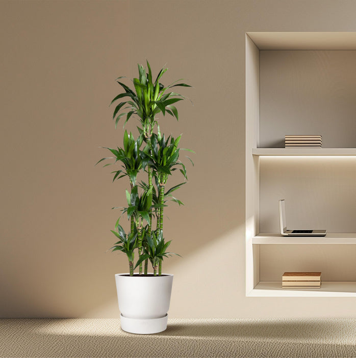 Dracaena Janet Craig Carrousel - ↕180cm - Ø34cm