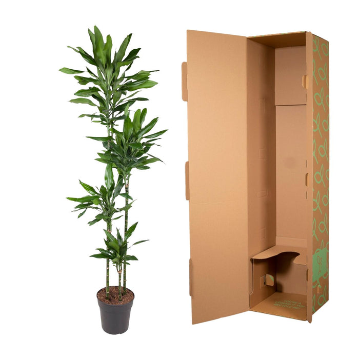 Dracaena Janet Lind - ↕180cm - Ø27cm