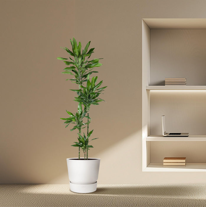 Dracaena Janet Lind - ↕180cm - Ø27cm