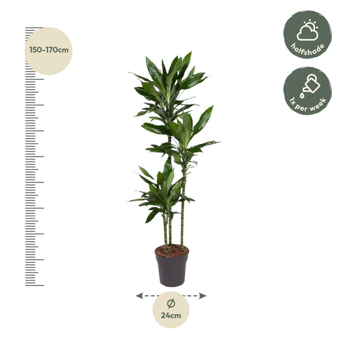 Dracaena Janet Lind - ↕160cm - Ø24cm