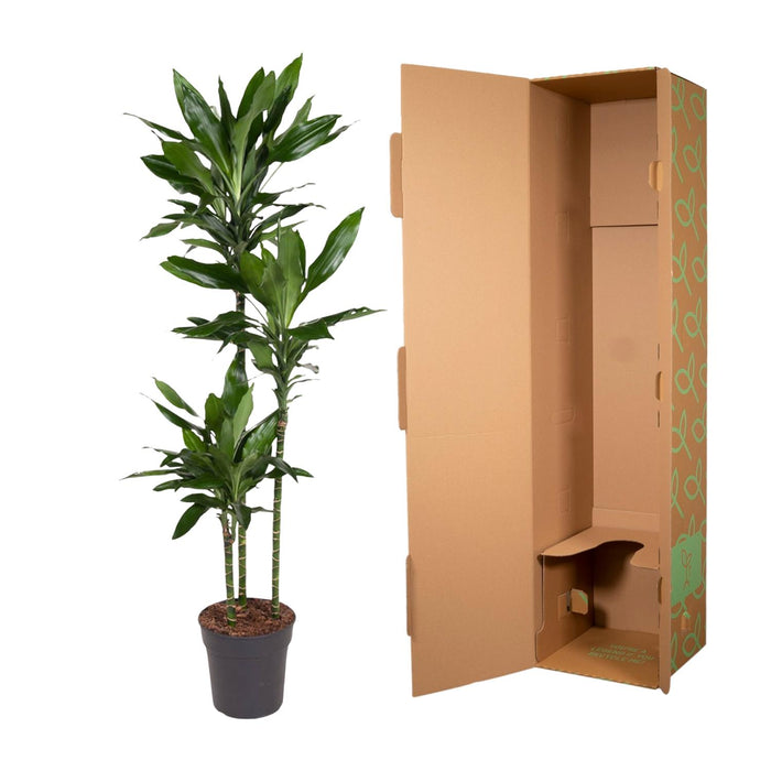 Dracaena Janet Lind - ↕160cm - Ø24cm
