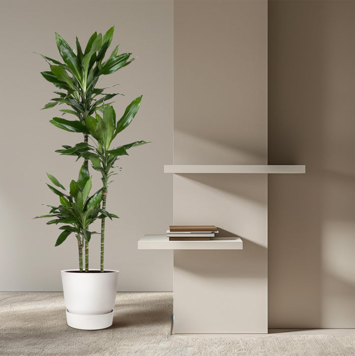 Dracaena Janet Lind - ↕160cm - Ø24cm