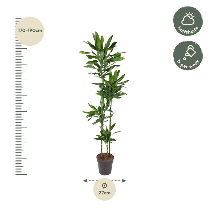 Dracaena Janet Lind - ↕180cm - Ø27cm