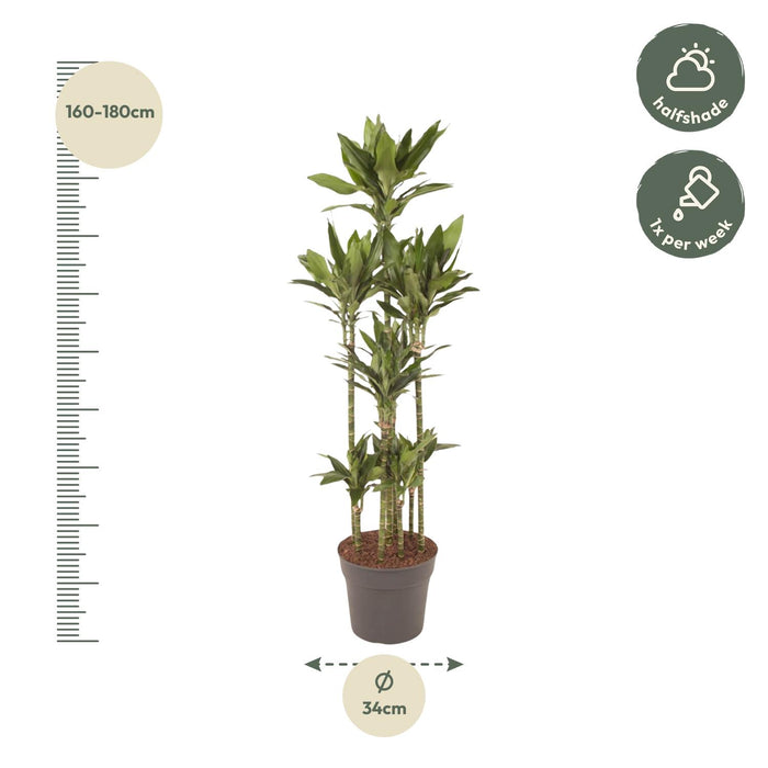 Dracaena Janet Lind Carrousel - ↕170cm - Ø34cm