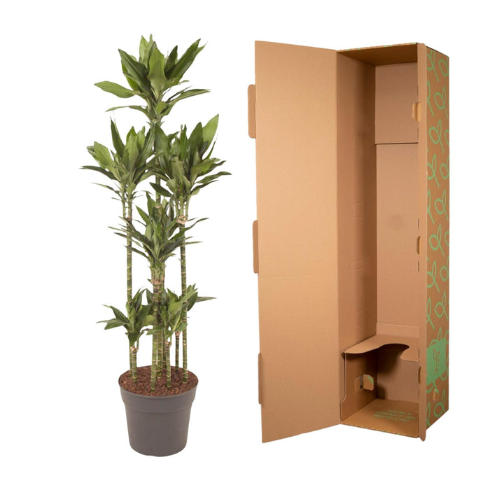 Dracaena Janet Lind Carrousel - ↕170cm - Ø34cm