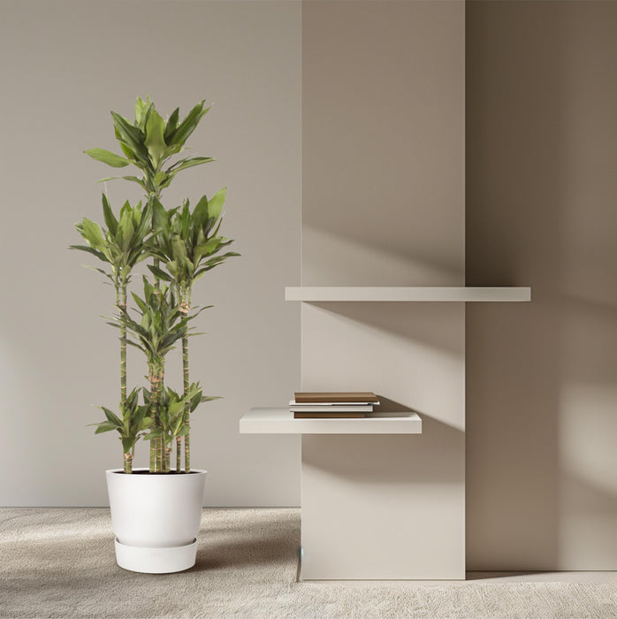 Dracaena Janet Lind Carrousel - ↕170cm - Ø34cm