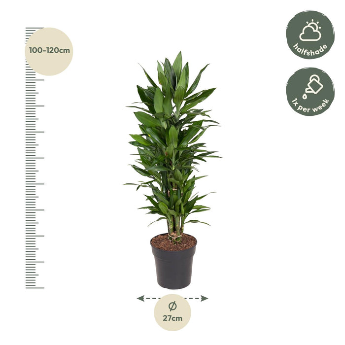 Dracaena Janet Lind vertakt - ↕110cm - Ø27cm