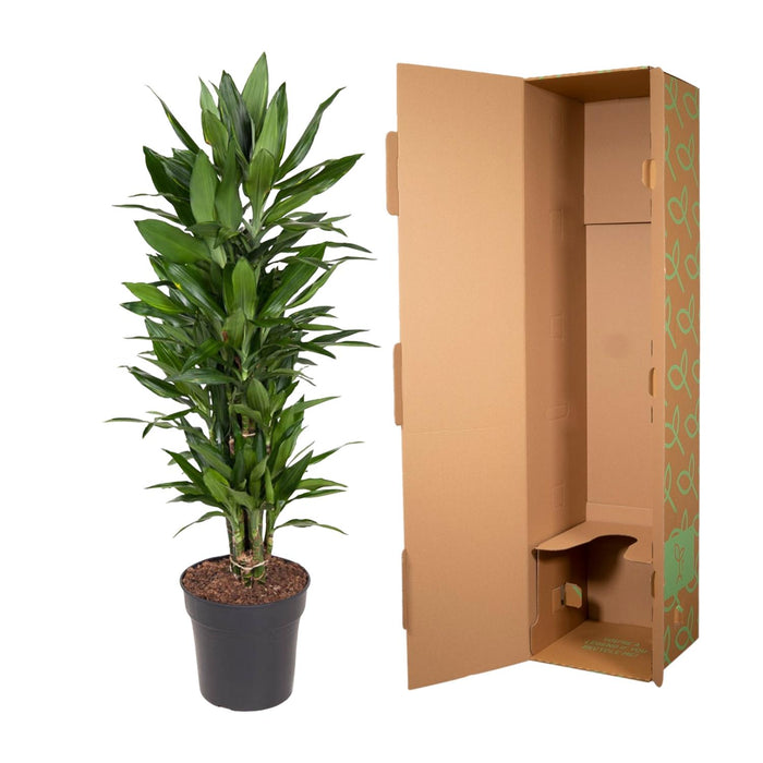 Dracaena Janet Lind vertakt - ↕110cm - Ø27cm