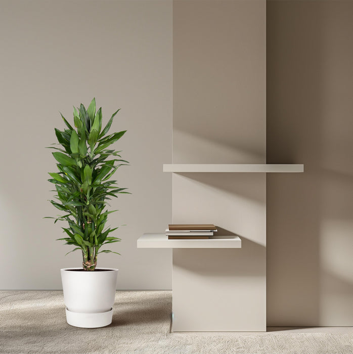 Dracaena Janet Lind vertakt - ↕110cm - Ø27cm