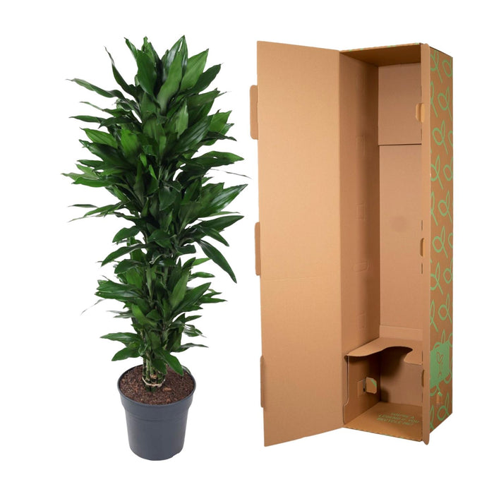 Dracaena Janet Lind vertakt - ↕130cm - Ø31cm