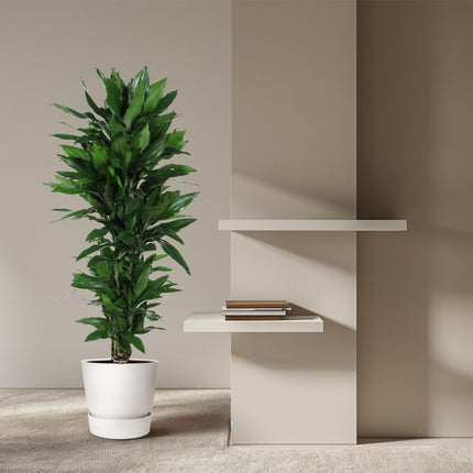 Dracaena Janet Lind ramificata - ↕120-130cm - Ø27cm