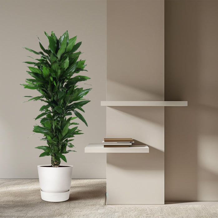 Dracaena Janet Lind vertakt - ↕130cm - Ø31cm