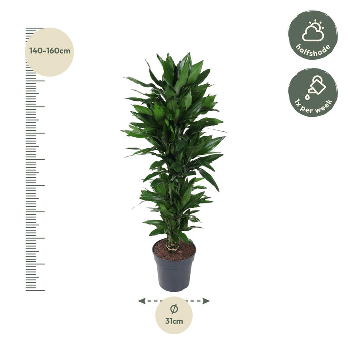 Dracaena Janet Lind vertakt - ↕130cm - Ø31cm
