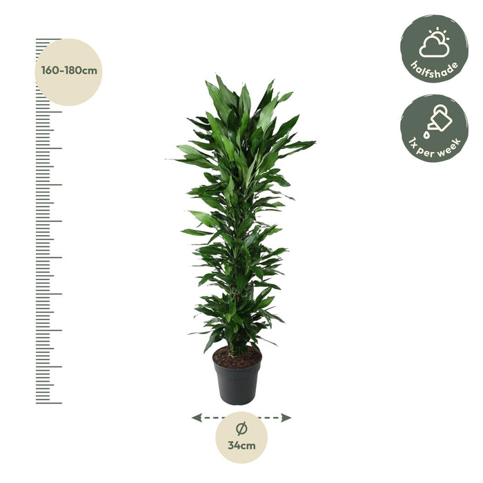 Dracaena Janet Lind vertakt - ↕170cm - Ø34cm