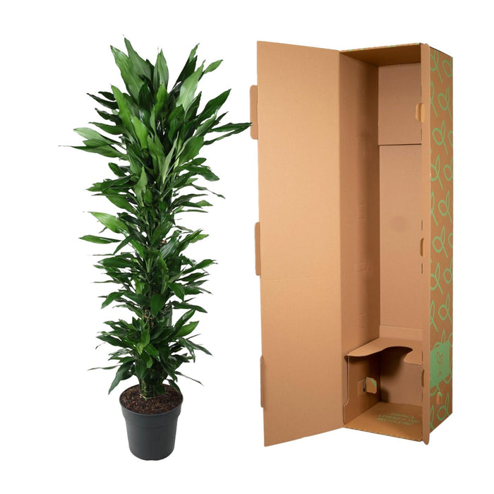 Dracaena Janet Lind vertakt - ↕170cm - Ø34cm